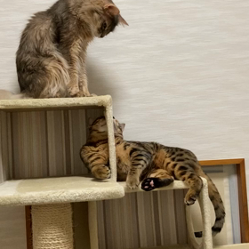 さんごの尻尾　続きの画像