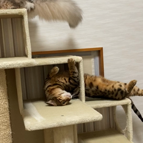 さんごの尻尾の画像