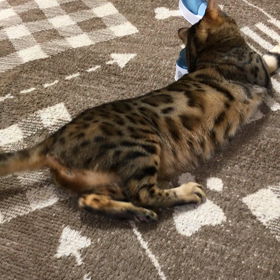 遊び方のレベルをあげるの画像