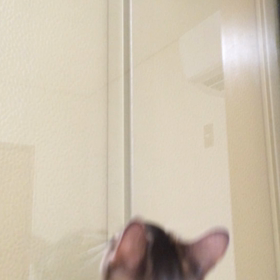 こはくの声に驚くさんごの画像