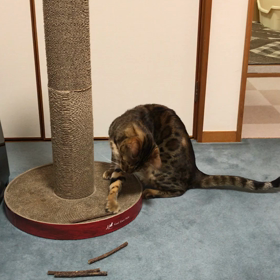 変な遊び方をする「こはく大先生」の画像