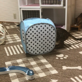 これは渡さない！の画像