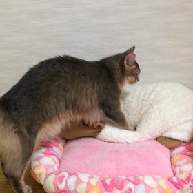 ふみふみさんごの画像
