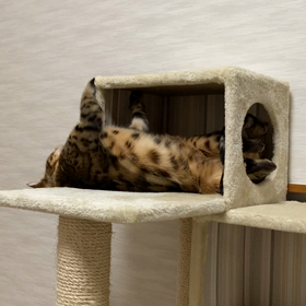 こはく劇場の画像