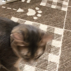 いつもこーなる(*- -)の画像