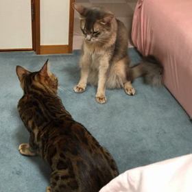 バトル完結の画像