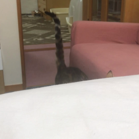 ちょっかいを出さずにはいられないの画像