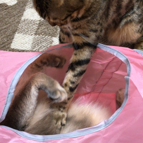 どうしてもこうなる(´-ω-)ｳﾑの画像