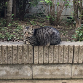 野良ちゃんの画像