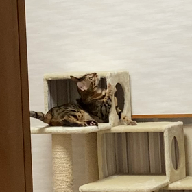 こはく大先生の画像