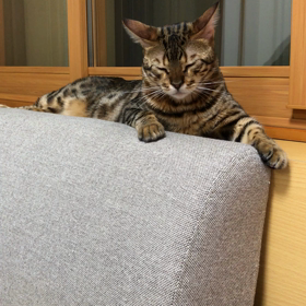 眠くて仕方ないこはくの画像