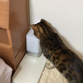 目覚まし時計 こはく編の画像