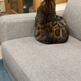 こはくの画像