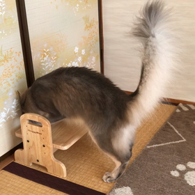 大失敗(´༎ຶོρ༎ຶོ`)の画像