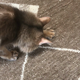 さんごのカキカキの画像