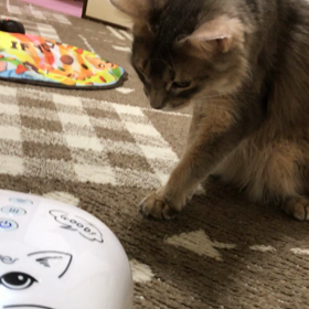 ビビリだけど好奇心旺盛の画像