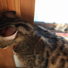 おしゃべりな「こはく」の画像