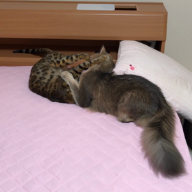 毎日毎日飽きもせず、、、の画像
