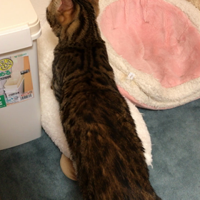 正常なフミフミ？の画像