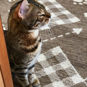 さんこはの画像