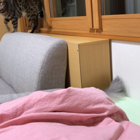 魅惑の尻尾の画像