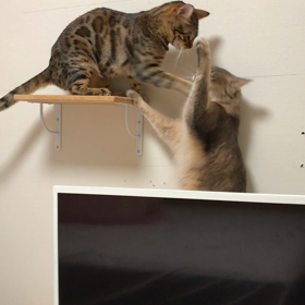 大先生キャットステップの上をとるの画像