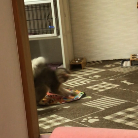 おちゃめなさんごの画像
