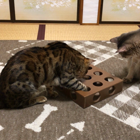 賢いこはくの画像