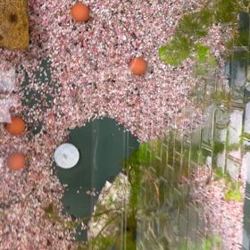 金魚の稚魚飼育の画像