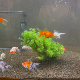 金魚の画像