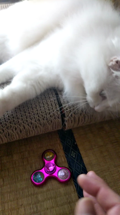 ハンドスピナーをイジル猫とかぼやきの記事動画
