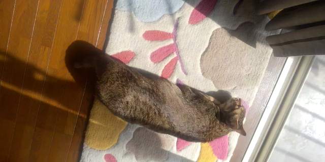 今日のランちゃんの記事動画