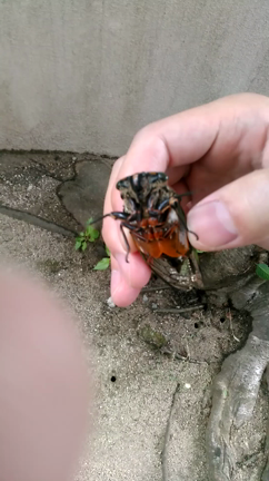 セミの画像出ますと、お茶こぼしたときの対応の夫婦差【年中/３歳】の記事動画