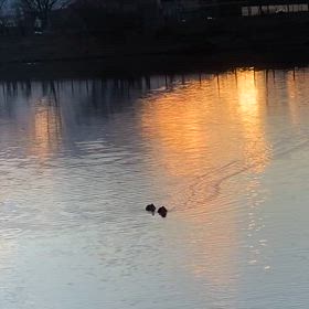 明日は成人式、やっぱり慌てるの画像