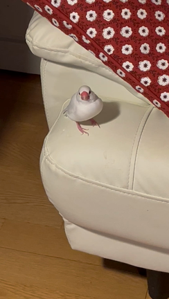 #鳥だって家族の記事動画