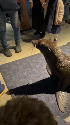 すみだ水族館　なりきりチンアナゴの記事動画