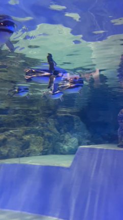 年始のすみだ水族館の記事動画