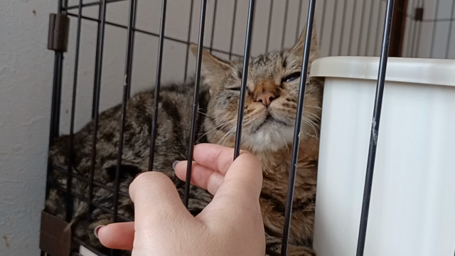 ステイくん、漏斗胸手術のため入院しました。の記事動画