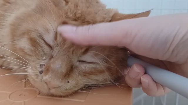小三郎、まさかの変化の記事動画
