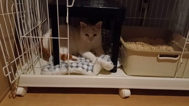 ゴイチの顔つきが変わった！の記事動画