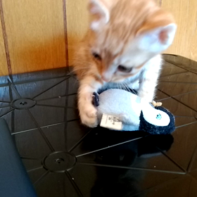 ライム750g、みかん600gの画像