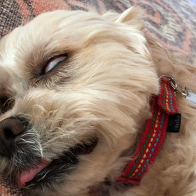 お  昼寝中の画像