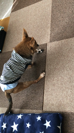 愛犬(長男犬)が歩けないの記事動画