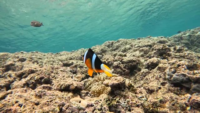 【2026沖縄trip】4歳でも楽しめたマリンアクティビティ！の記事動画