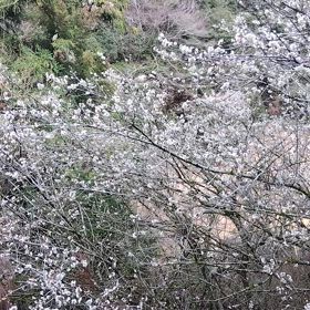 鳥のさえずり。ハンバーグの画像