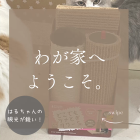 夜な夜なCanva作業しています。の画像
