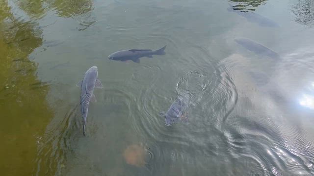 癒される〜♡の記事動画