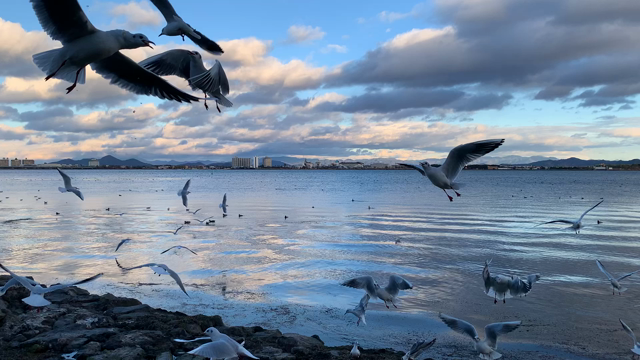 『きゃあっ！海鳥の群れがーっ！お茶会に行ったはずなのにーっ(^◇^;)』の記事動画