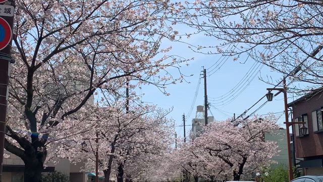 『春爛漫！満開の櫻のトンネル』の記事動画