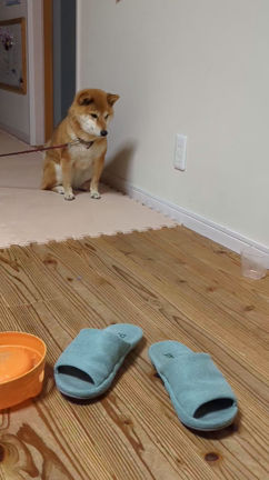 お水を下さいの記事動画